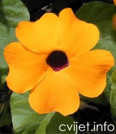 Crnooka suzana - Thunbergia alata 